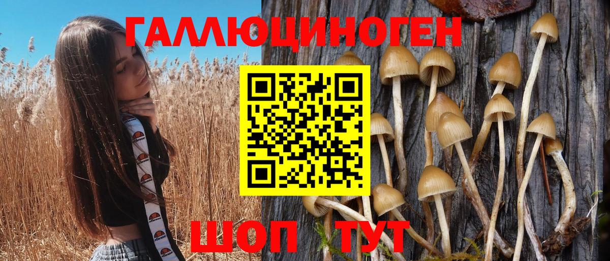 Галлюциногенные грибы Psilocybe Ефремов